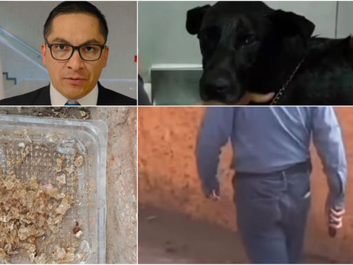 Diputado Videla lleva a Fiscalía denuncia de vecinos contra exautoridad que habría dado vidrio a perro comunitario y portaría pistola eléctrica en población Coviefi de Antofagasta