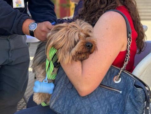 Aprueban $486 millones para reforzar programa de “Esterilización y Tenencia Responsable de Mascotas” en Antofagasta