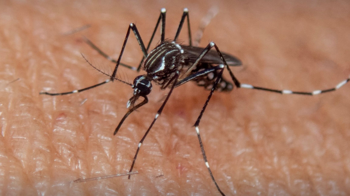 Nuevo hallazgo del mosquito Aedes aegypti en Antofagasta: ejemplar adulto fue encontrado en los alrededores de la Compin