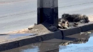 PDI investiga hallazgo de perro con signos de incineración en sector urbano de Antofagasta