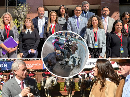Videla convoca bancada animalista y arremete contra ministra Duco por dichos sobre el rodeo