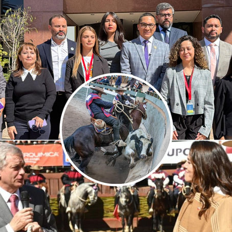 Videla convoca bancada animalista y arremete contra ministra Duco por dichos sobre el rodeo