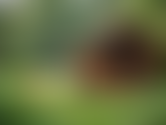 A Princess's Tale: Growing Fresh Eggs on Our Farm