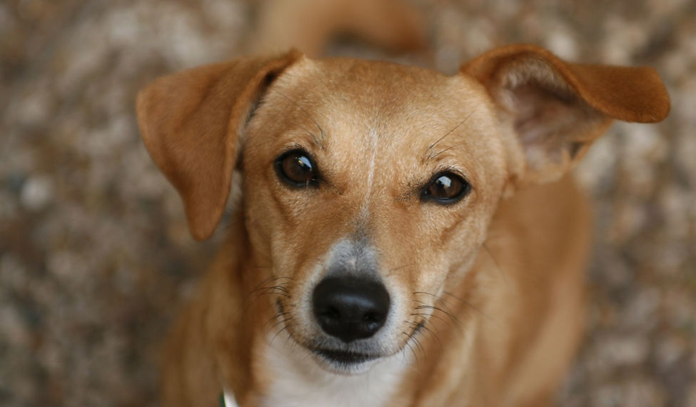Brown Dog_edited.jpg