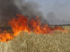 حريق المركب الفلاحي بتيبار : حادث عرضي ام امتداد لإشكالية متكررة