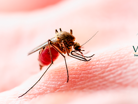 Entenda as principais diferenças entre Dengue, Zika e Chikungunya