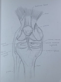 Knee Joint_2020