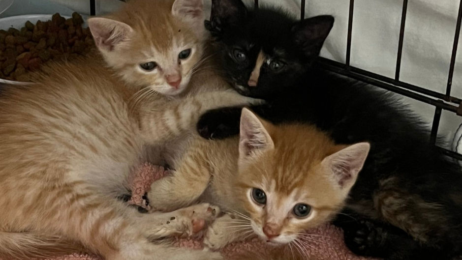 🐾 How to Take Care of Your Kitten: A Beginner’s Guide to Feline Bliss