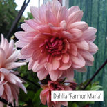 Dahlia 'Farmor Maria'