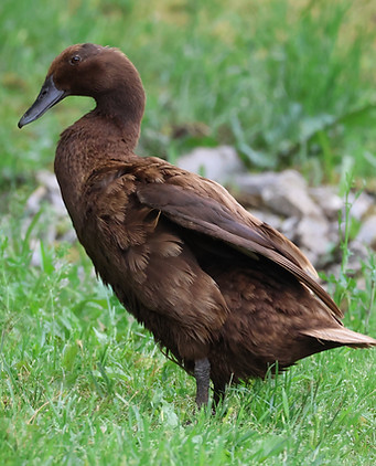 Chocolate Runner Hen