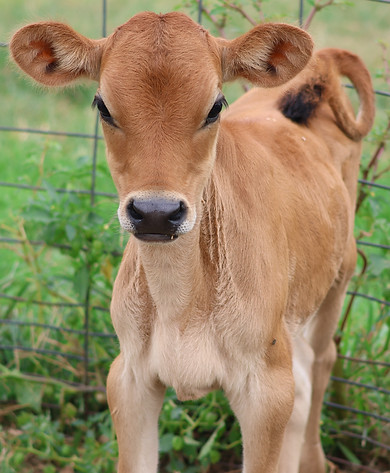 Jersey Heifer Calf