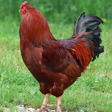 Amerucauna Rooster