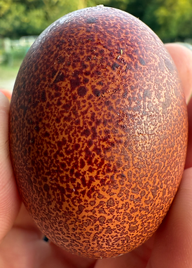 Black Copper Maran Egg