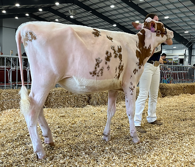 Fiona, a Red and White Holstein, being shown at the Nashville Fair.