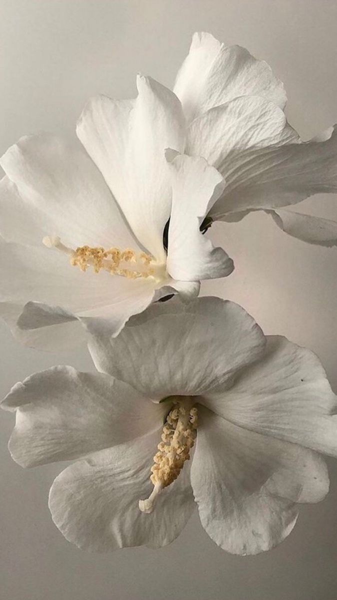 Fleurs blanches délicates en gros plan