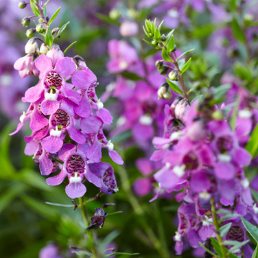 Angelonia Purple