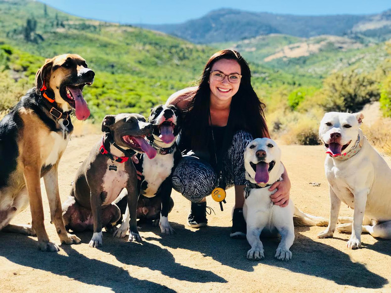 Our Method Ideal Canine United States