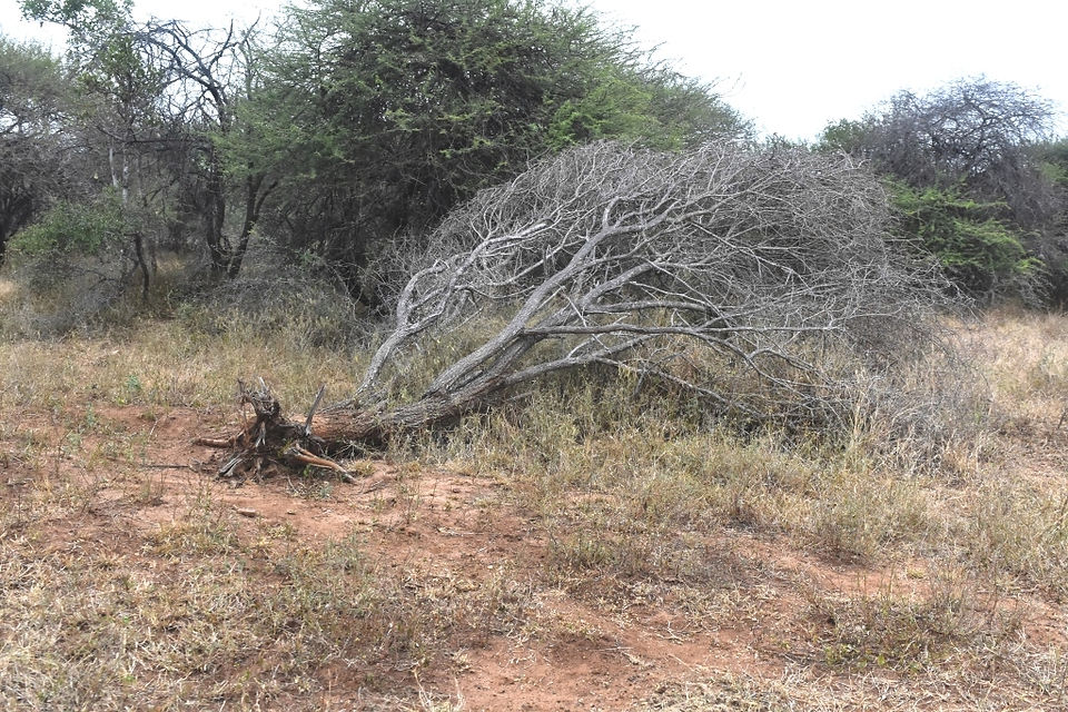 Push over a tree to eat roots