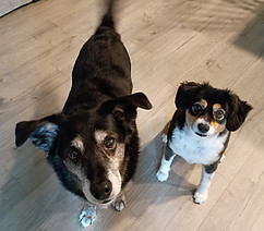 Aspen and Enzo.jpg