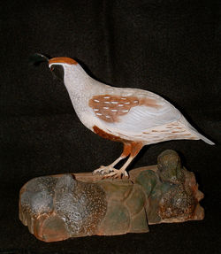 GAMBEL QUAIL
