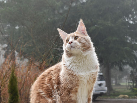 THE UNKNOWN HISTORY OF MAINE COONS