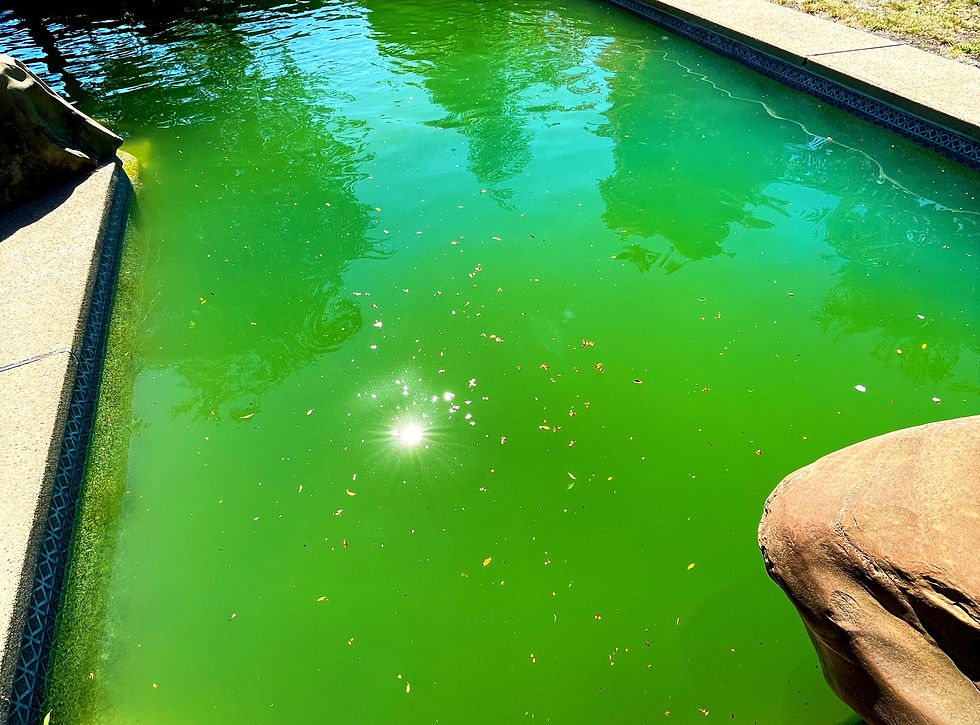 Consistency In Pool Maintenace Will Prevent Algae Blooms. This is the best way to keep your pool clean