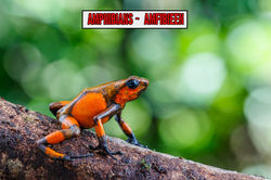 Oophaga histrionica