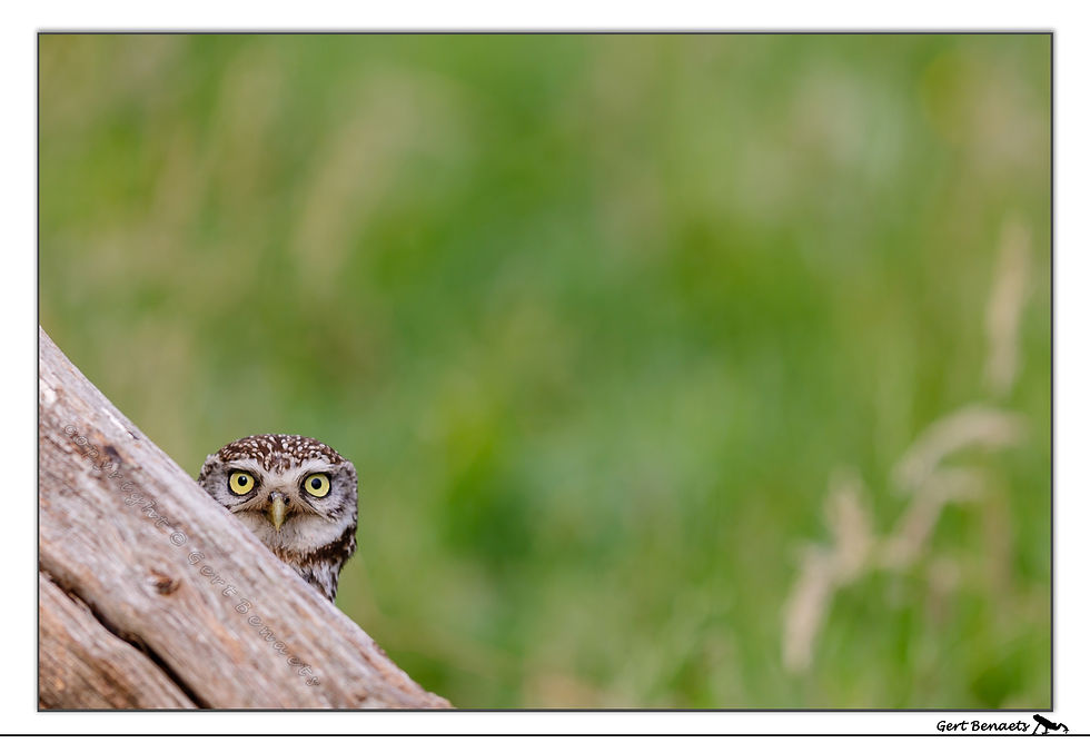 Steenuil - Athene noctua