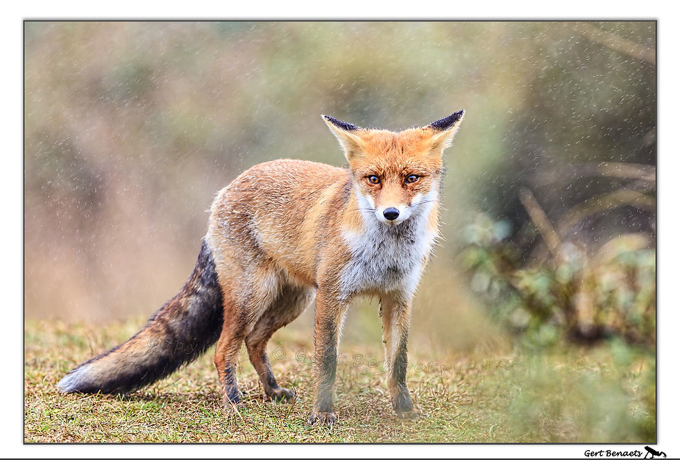 Vulpes vulpes - vos