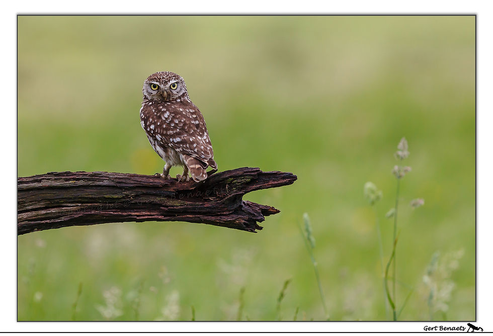 Steenuil - Athene noctua