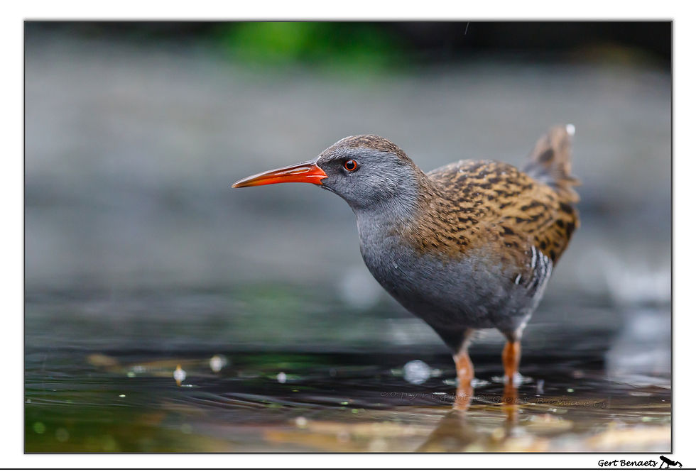 Waterral - Rallus aquaticus