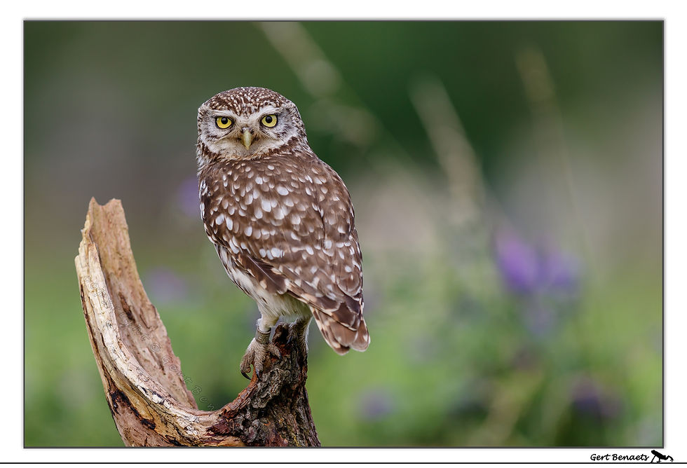 Steenuil - Athene noctua
