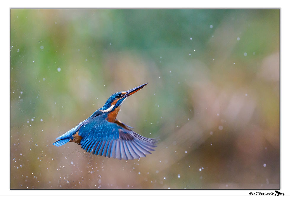 Ijsvogel - Alcedo atthis