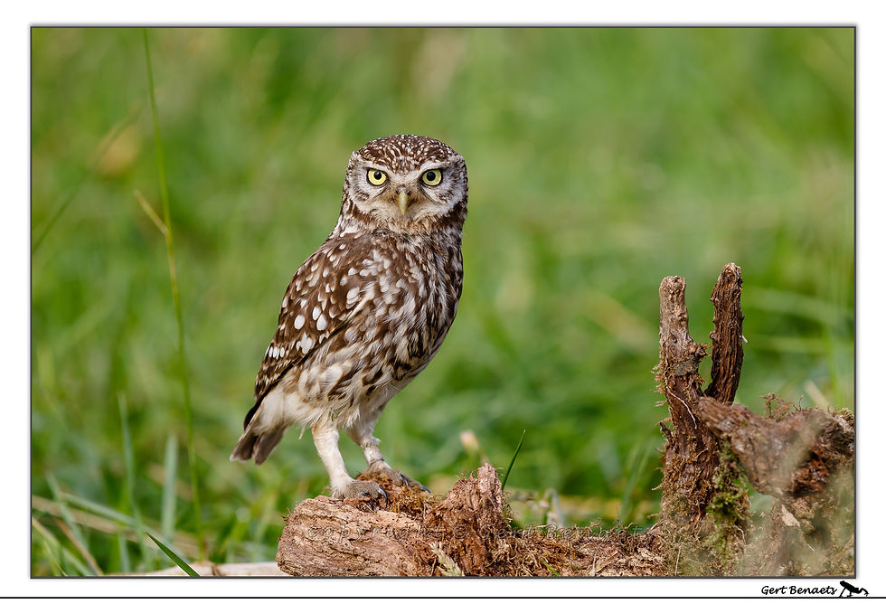 Steenuil - Athene noctua