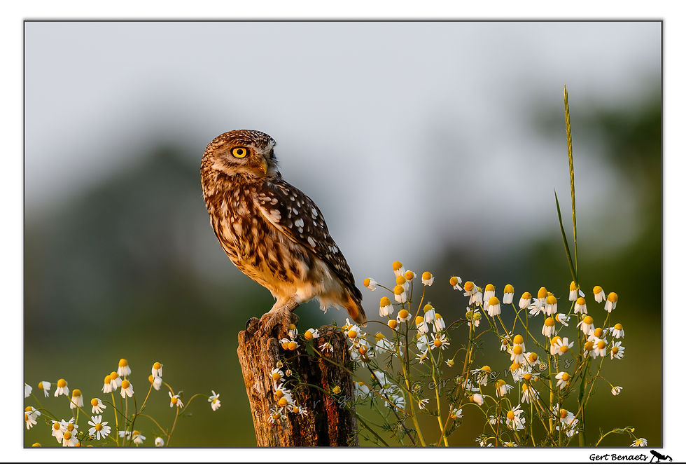 Steenuil - Athene noctua