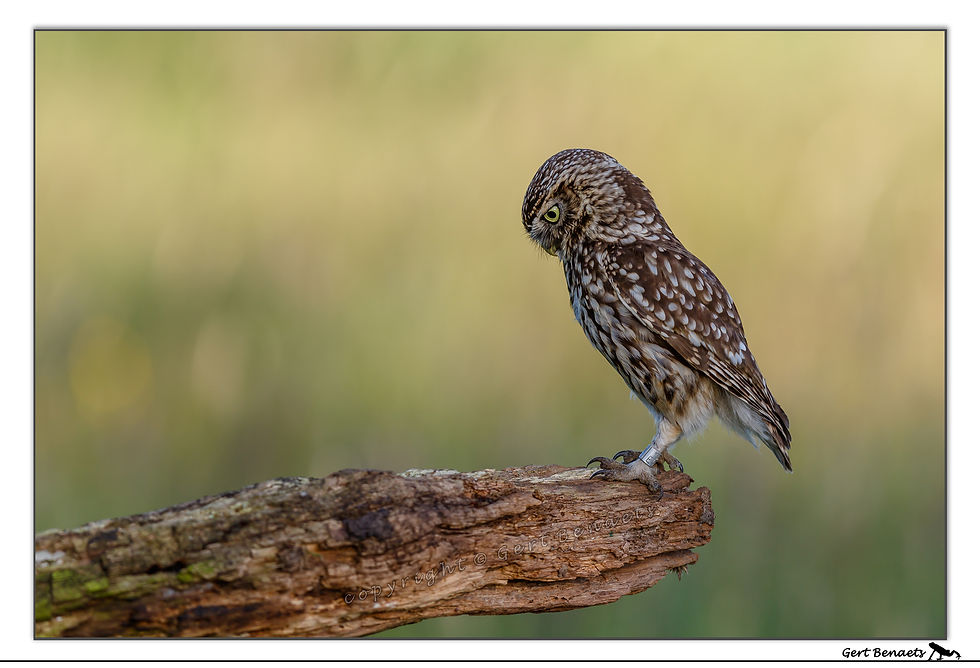Steenuil - Athene noctua