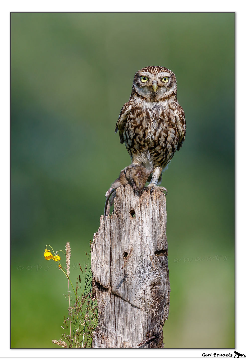 Steenuil - Athene noctua