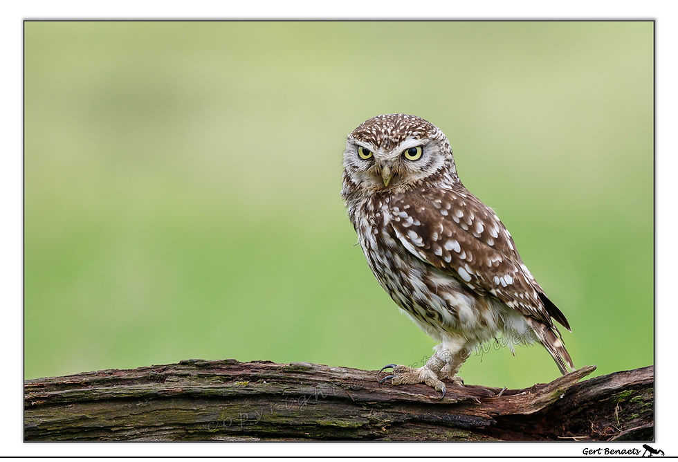 Steenuil - Athene noctua
