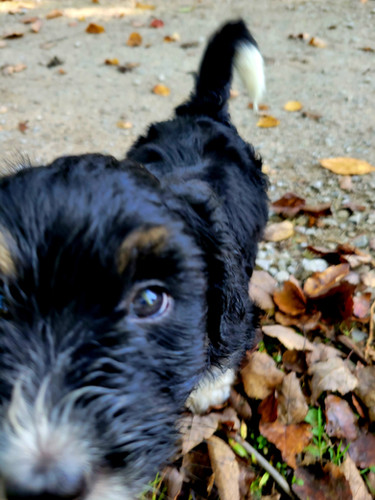 Lilac - Mini Australian Mountain Doodle | Perfect Companion Puppies