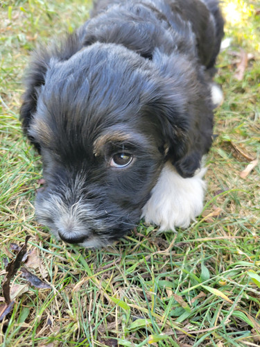 Lilac - Mini Australian Mountain Doodle | Perfect Companion Puppies