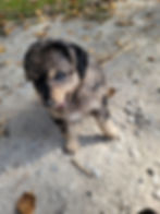 Thumbnail: Ruger -  * I found my Forever Home! * Mini Australian Mountain Doodle