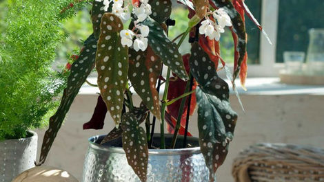 Begônia Maculata