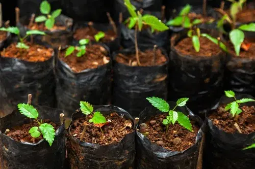 Miniatura: Saquinhos Para Mudas Saco para Germinação 10x10cm - 5kg