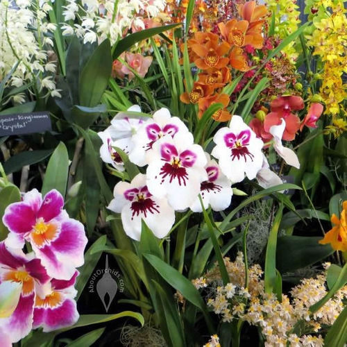 Miniatura: Kit Adubo Forth Orquídeas Crescimento, Manutenção e Floração