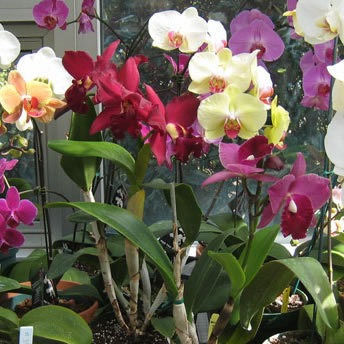 Miniatura: Adubo Forth Orquideas 400g - Crescimento Para Suas Orquídeas