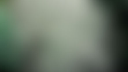 Véu-de-noiva – Gibasis pellucida