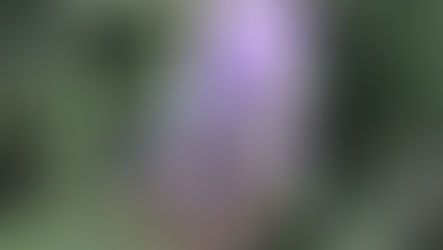 Alfazema, Lavanda Francesa