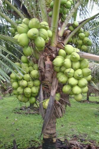 Miniatura: Adubo Fertilizante Forth Coqueiros 3Kg