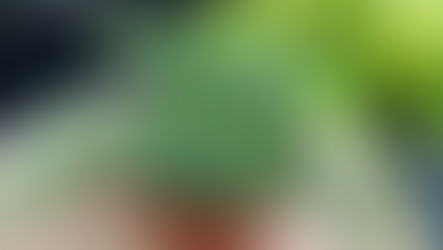 Suculentas Colar-de-Bananinha