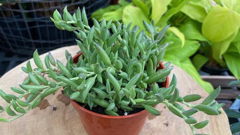 Suculentas Colar-de-Bananinha